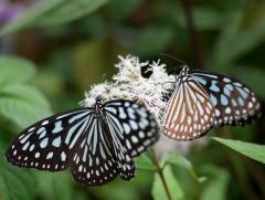 【伊東植物園】1000㎞も旅する蝶々アサギマダラに会える！